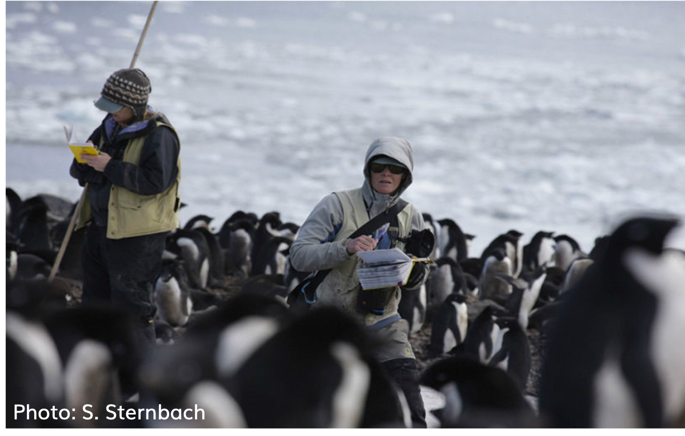 Dr. Gorman recording data in notebook surrounded by penguins.