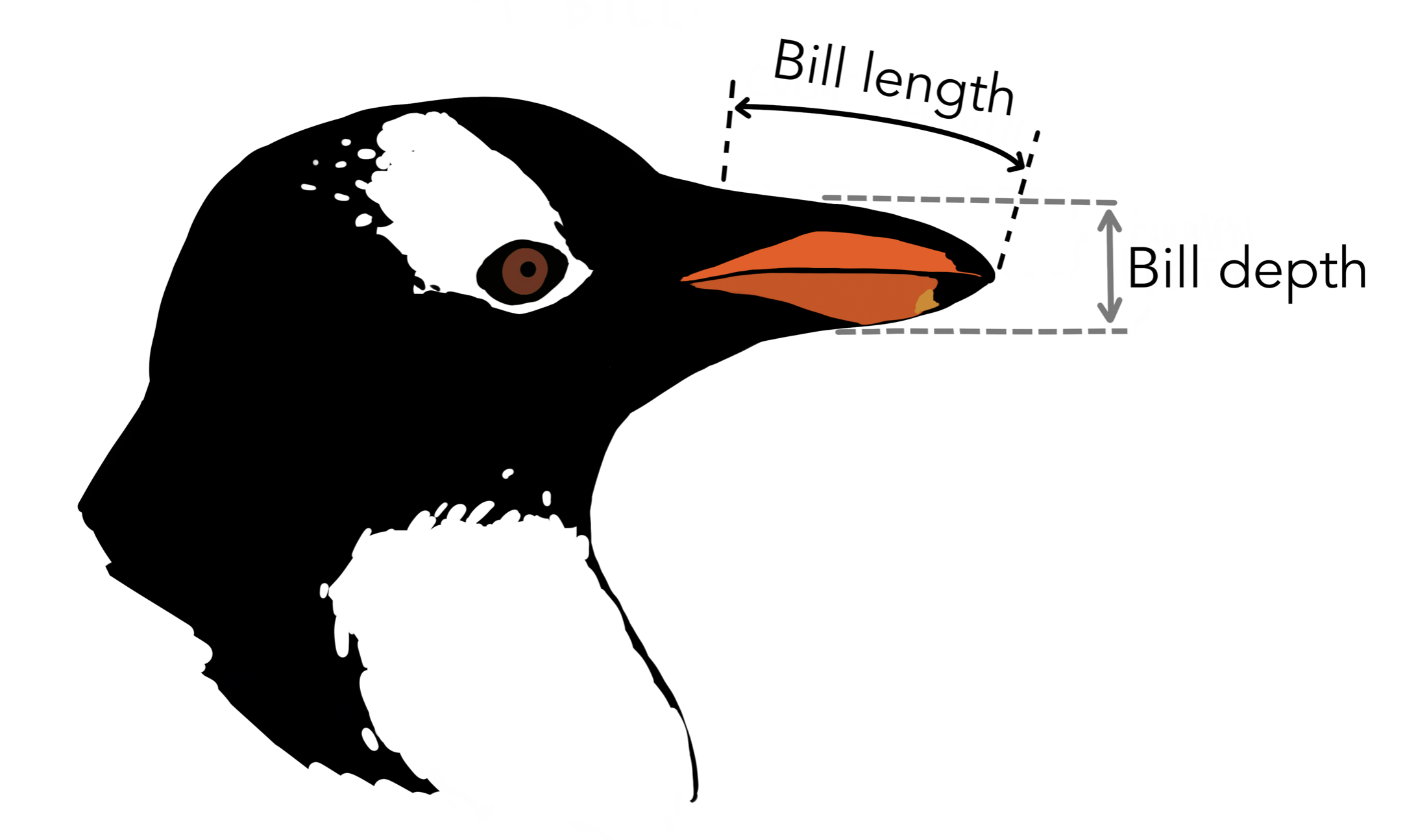 A sketch of the a penguin in profile, with a measuring bar indicating a measurement of the bill length.